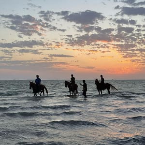 Horse Riding in Jeddah Experiences