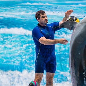 Enjoy Painting Dolphins