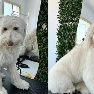 Full Grooming For Furry Friends - Cat