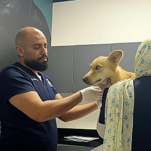 Full-Service Veterinary Solutions For Your Furry Friends Dubai