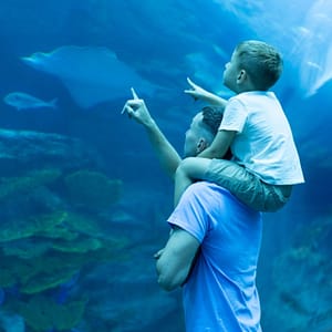 Dubai Aquarium & Underwater Zoo - Ray Encounter Experiences