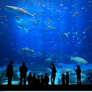 Istanbul Aquarium Ticket & Shuttle Experiences