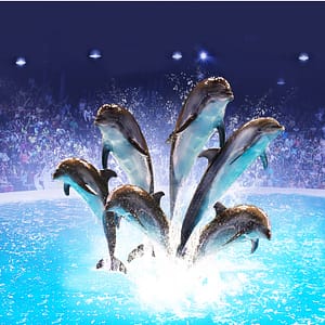 Dolphin & Seal Show – Dubai Dolphinarium – Must-see attractions Dolphin & Seal Show - Dubai Dolphinarium Must-see attractions