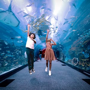 Dubai Aquarium & Underwater Zoo – Regular Pass – Experiences Dubai Aquarium & Underwater Zoo - Regular Pass Experiences