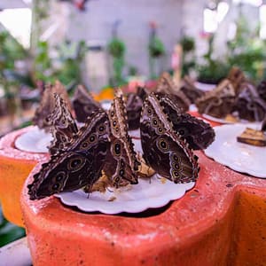 Miracle Garden + Butterfly Garden – Combo – Must-see attractions Miracle Garden + Butterfly Garden - Combo Must-see attractions