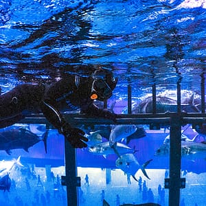 Shark Dive in Dubai Aquarium (Certified Divers Only) – Recently Added Experiences Shark Dive in Dubai Aquarium (Certified Divers Only) Recently Added Experiences