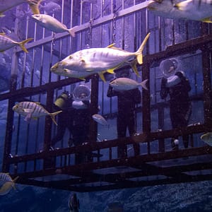Shark Walker in Dubai Aquarium – Recently Added Experiences Shark Walker in Dubai Aquarium Recently Added Experiences