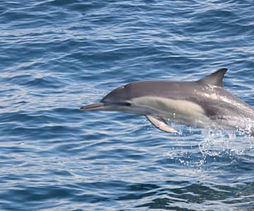 Dolphins Watching Sightseeing and Tours