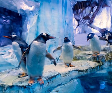 Dubai Aquarium & Underwater Zoo - All Access Pass Recently Added Experiences