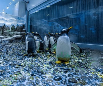 Dubai Aquarium & Underwater Zoo - Penguin Encounter Recently Added Experiences