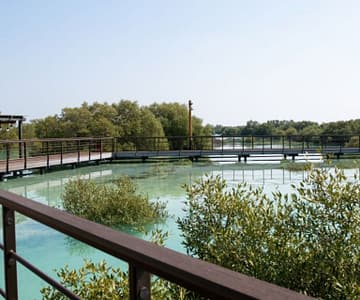 Jubail Mangrove Park - Boardwalk Experience Recently Added Experiences