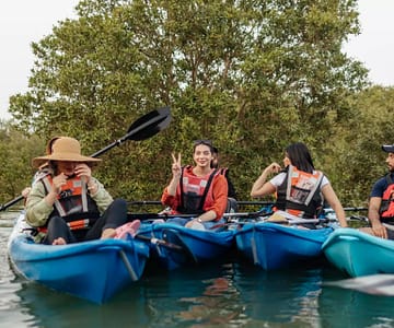 Kayaking in the Mangroves Boat Tours and Cruises