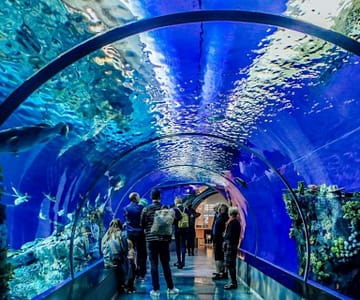 Istanbul Aquarium Ticket & Shuttle Experiences