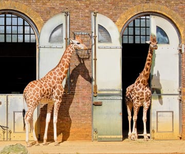 ZSL London Zoo Top-Rated Attractions