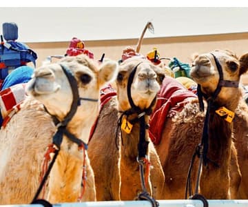 Camelicious Dubai Must-see attractions