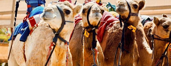 Camelicious Dubai - Must-see attractions - Image 3