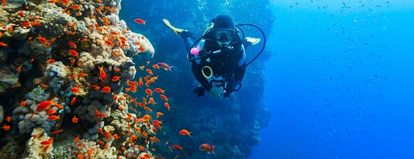 Diving Experience in Khasab - Outdoor Attractions - Image 3