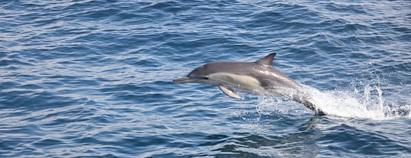 Dolphins Watching & Snorkeling - Sightseeing and Tours - Image 3