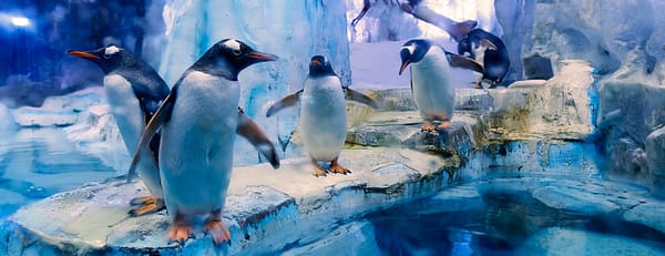 Dubai Aquarium & Underwater Zoo - All Access Pass - Experiences - Image 3