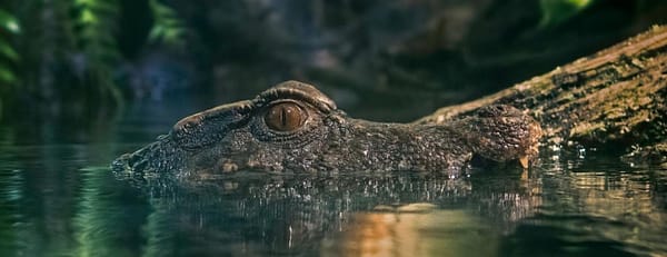 Dubai Aquarium & Underwater Zoo - King Crock Encounter - Experiences - Image 3