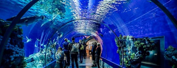 Istanbul Aquarium Ticket & Shuttle - Experiences - Image 3