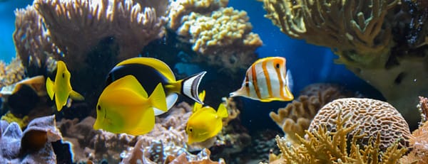 SEA LIFE London Aquarium - Entry Ticket - Top-Rated Attractions - Image 3
