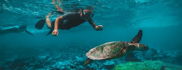 Dive & Snorkel Trips in Fujairah - Water Sports - Image 3