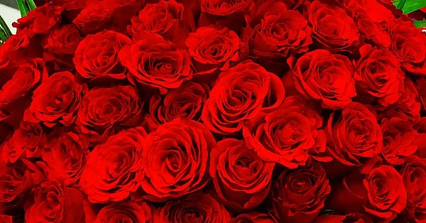 50 To 200 Roses And Card Dubai - Image 10