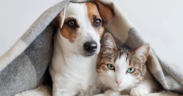 Basic Grooming Session At Pet Joy Veterinary Clinic Dubai - Image 2