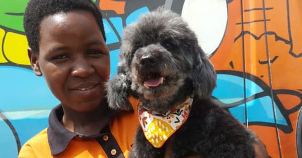 Basic Or Full Grooming At Pet Corner Dubai - Image 10