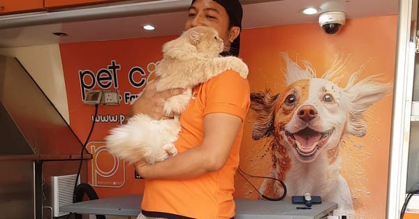 Basic Or Full Grooming At Pet Corner Dubai - Image 12