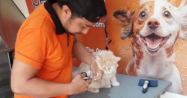 Basic Or Full Grooming At Pet Corner Dubai - Image 13