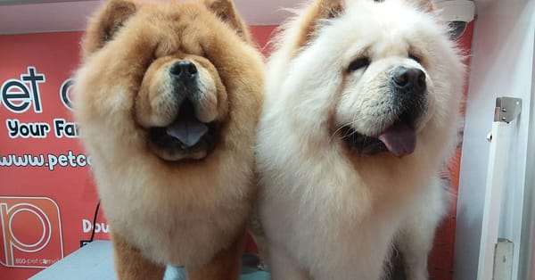 Basic Or Full Grooming At Pet Corner Dubai - Image 3