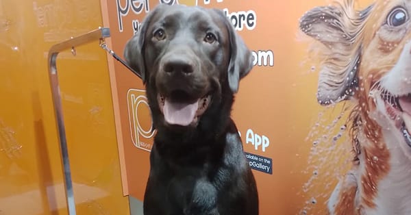 Basic Or Full Grooming At Pet Corner Dubai - Image 4