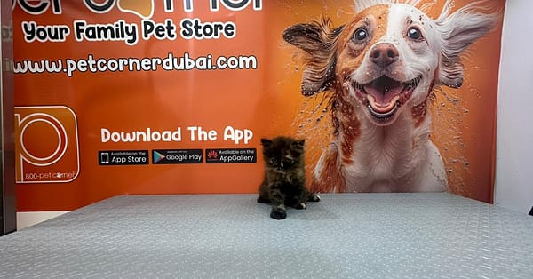 Basic Or Full Grooming At Pet Corner Dubai - Image 5