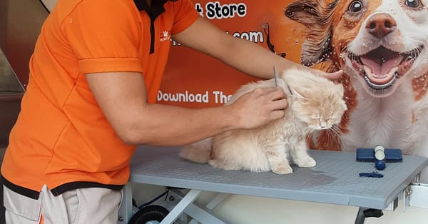 Basic Or Full Grooming At Pet Corner Dubai - Image 7