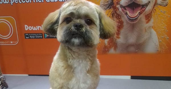 Basic Or Full Grooming At Pet Corner Dubai - Image 8