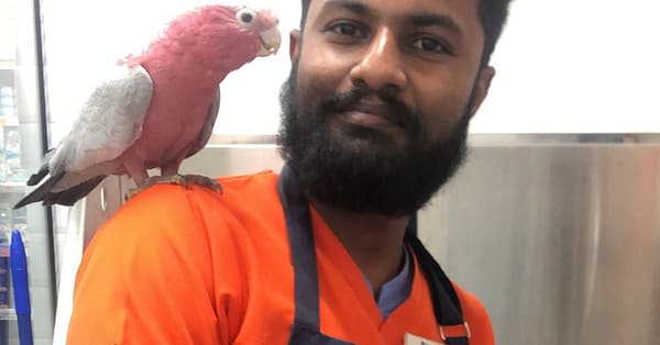 Basic Or Full Grooming At Pet Corner Dubai - Image 9