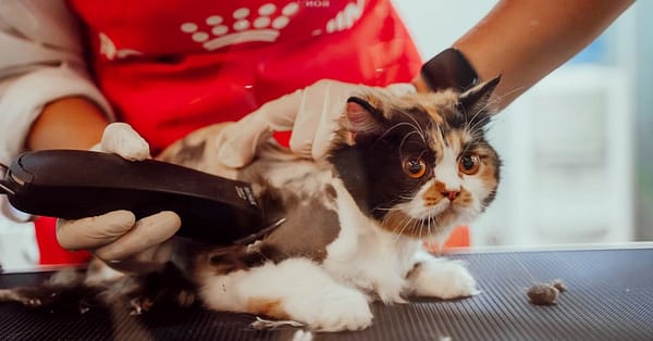 Basic Or Full Grooming For Cats Or Dogs At Pets Habitat Dubai - Image 2