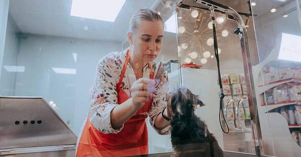 Basic Or Full Grooming For Cats Or Dogs At Pets Habitat Dubai - Image 3