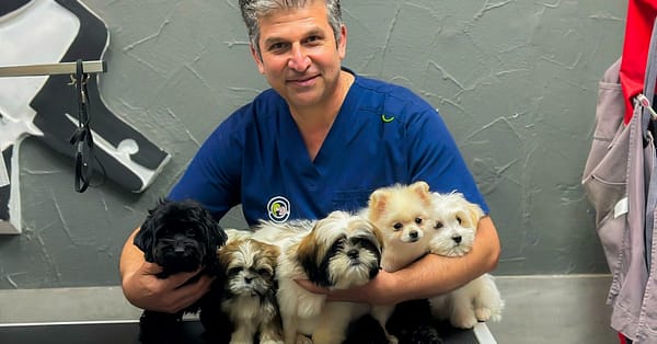 Cat And Dog Check Up And Vaccinations Dubai - Image 3