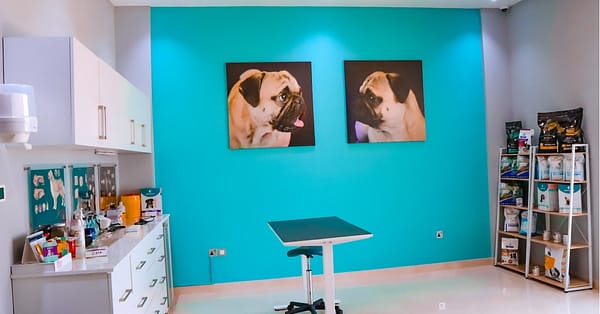 Cat/Dog Annual Vaccination, Full Check-Up W/ Optional Nail Trim & More Dubai - Image 14