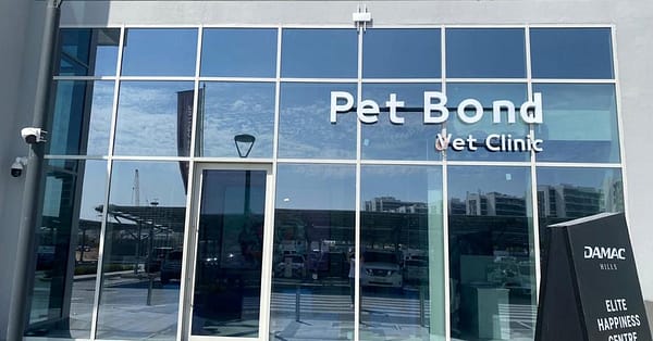Cat/Dog Check Up With Vaccinations Dubai - Image 2