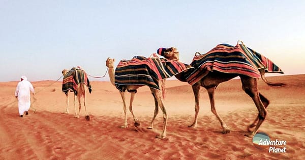 Desert Safari Dubai - Image 3