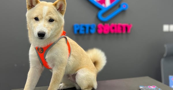 Discover Annual Vaccination, Deworming, Check-Up & More For Pets Dubai - Image 16