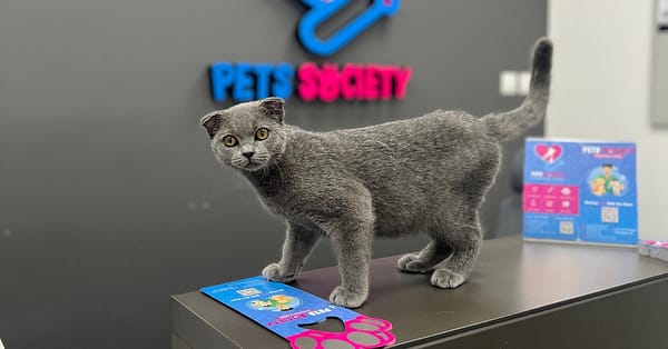 Discover Annual Vaccination, Deworming, Check-Up & More For Pets Dubai - Image 17