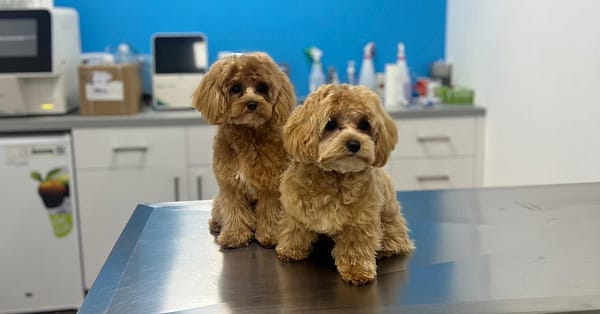 Discover Annual Vaccination, Deworming, Check-Up & More For Pets Dubai - Image 18