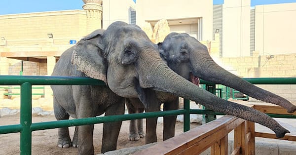 Dive Into Fun: Zoo Entrance With Activity And Aed 50/100/200 Voucher Abu Dhabi - Image 4
