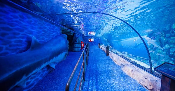 Dive Into The Ultimate Experience Adventure Packages! National Deal - Image 2