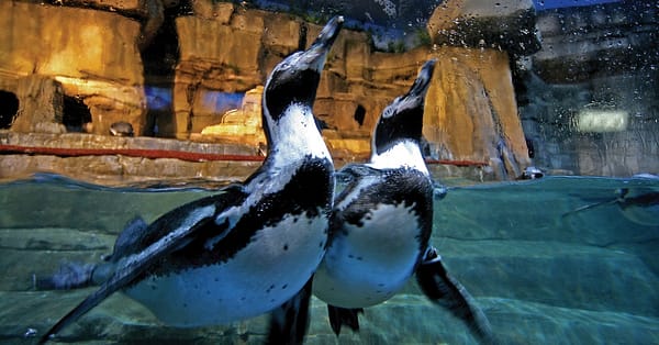 Dive Into The Ultimate Experience Adventure Packages! National Deal - Image 6